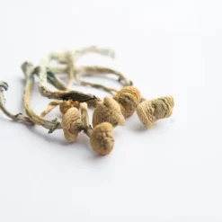 Albino A+ Magic Mushrooms For Sale Online