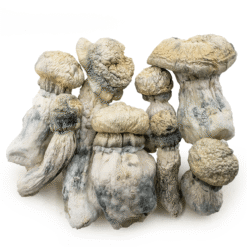 Buy Albino Penis Envy Mushroom
