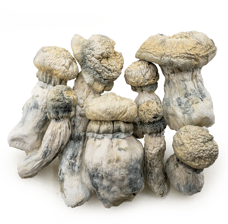 Buy Albino Penis Envy Mushroom
