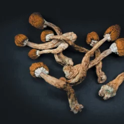 Buy B+ Magic Mushrooms