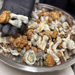 Buy Penis Envy Mushrooms