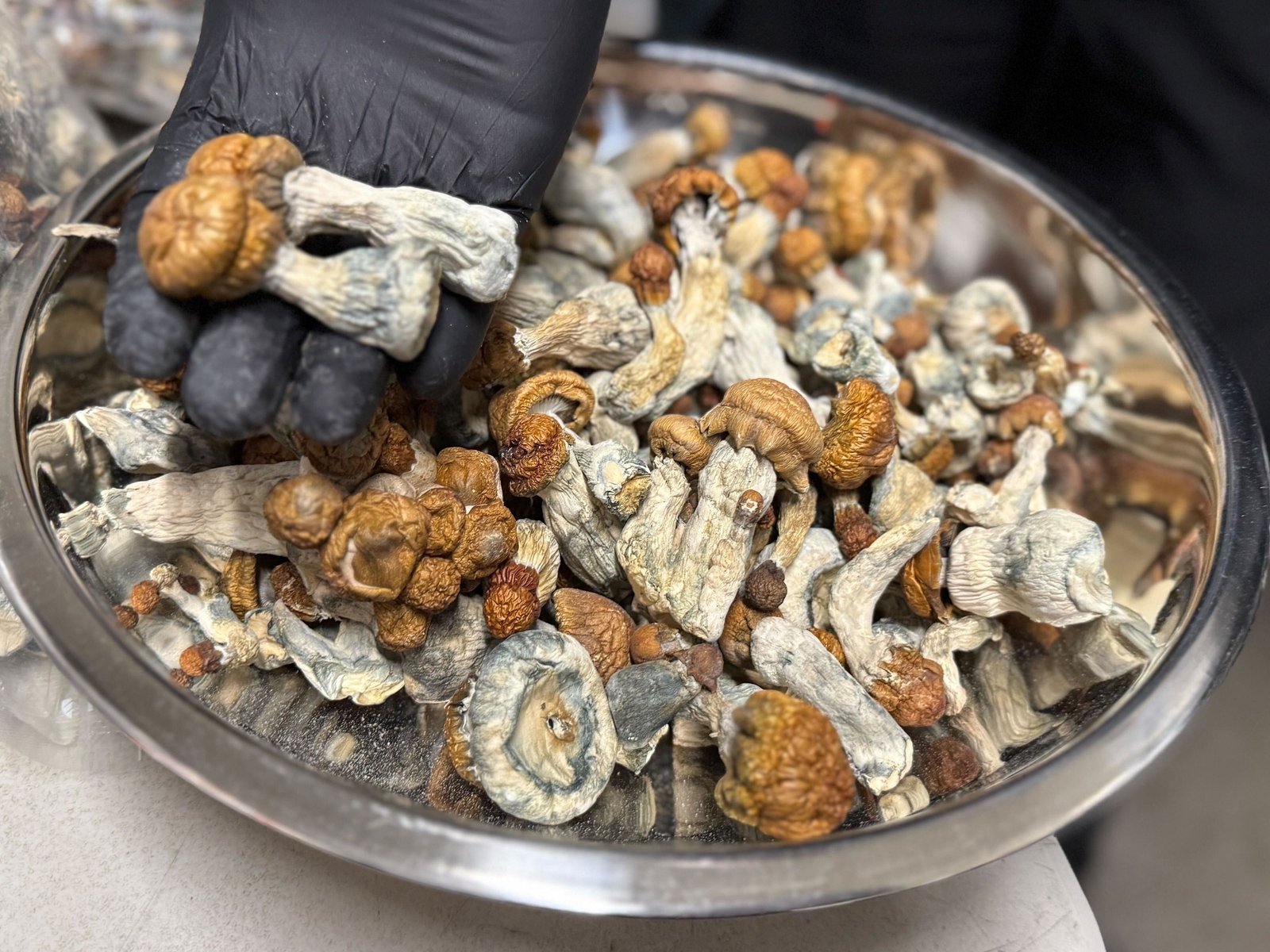 Buy Penis Envy Mushrooms