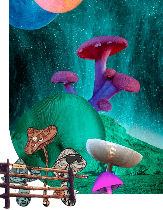 Dried Magic Mushrooms For Sale Online