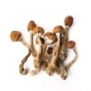 Golden Teacher Mushrooms For Sale Online