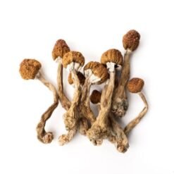 Golden Teacher Mushrooms For Sale Online