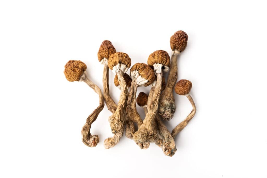 Golden Teacher Mushrooms For Sale Online