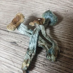 Lizard King Magic Mushrooms For Sale Online
