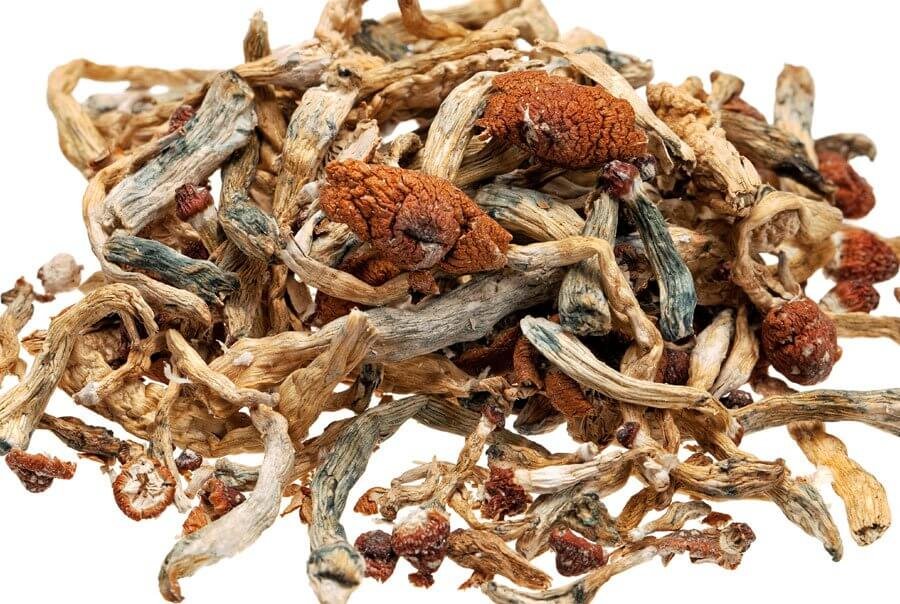 buy dried magic mushrooms for sale