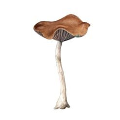wavy cap magic mushrooms for sale online